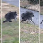 Le nouveau cryptide de Seattle n&rsquo;est en réalité qu&rsquo;un raton laveur très rond nommé Jimothy