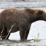 Je peux à peine contenir mon enthousiasme pour la Fat Bear Week