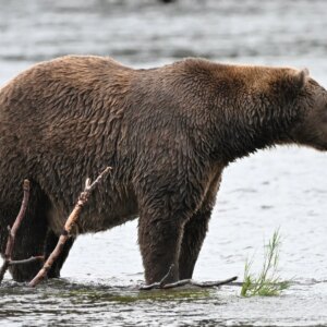 Je peux à peine contenir mon enthousiasme pour la Fat Bear Week