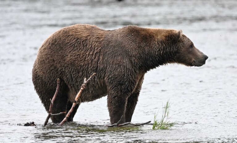 Je peux à peine contenir mon enthousiasme pour la Fat Bear Week