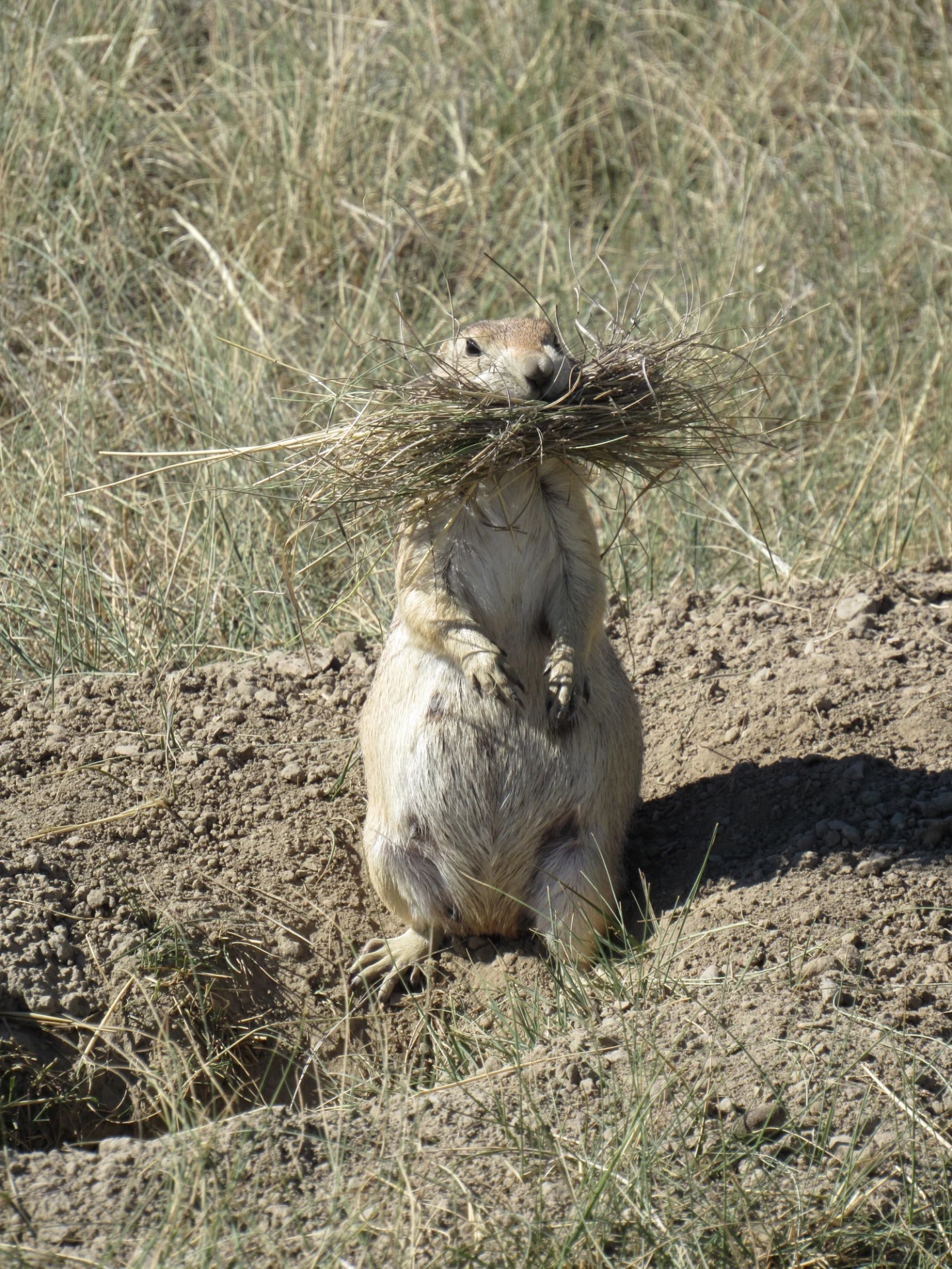 Chien de prairie 1